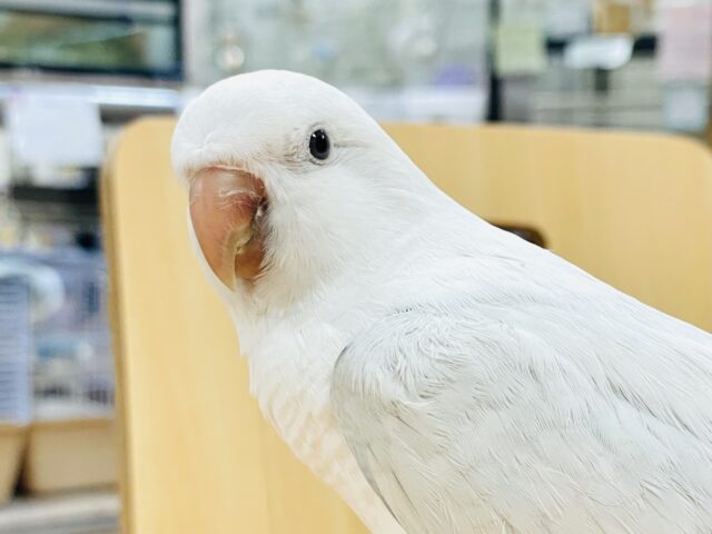 【最新画像】青空のような綺麗な模様のオキナインコちゃん❣️