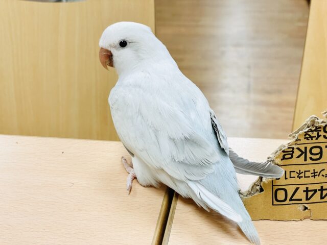 オキナインコ