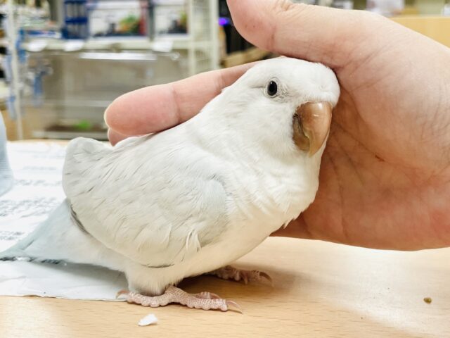 オキナインコ