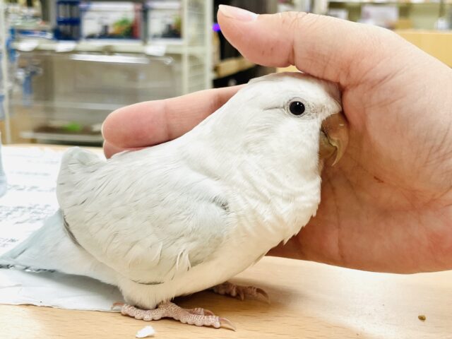 オキナインコ