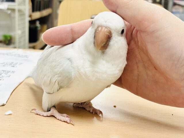 オキナインコ