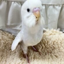 ✨最新画像✨モクわた🤍ྀིレアっぽいおもちフェアリ〜💭ᕷ*.°セキセイインコ(ライラック2024年12月生まれ)