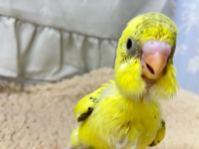 セキセイインコ