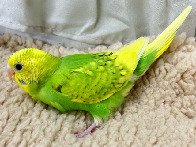 ✨最新画像✨お花のパワ〜を分けてもらったんだっ🌼.*セキセイインコ(イエロースパングル2024年12月生まれ) セキセイインコ