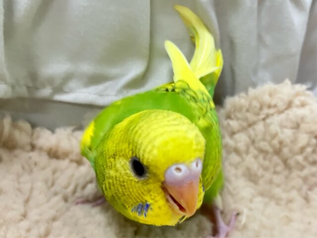 セキセイインコ