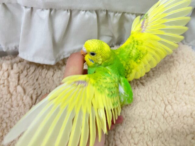 ✨最新画像✨お花のパワ〜を分けてもらったんだっ🌼.*セキセイインコ(イエロースパングル2024年12月生まれ) セキセイインコ