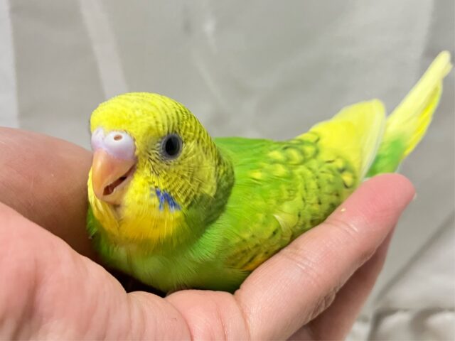✨最新画像✨お花のパワ〜を分けてもらったんだっ🌼.*セキセイインコ(イエロースパングル2024年12月生まれ) セキセイインコ