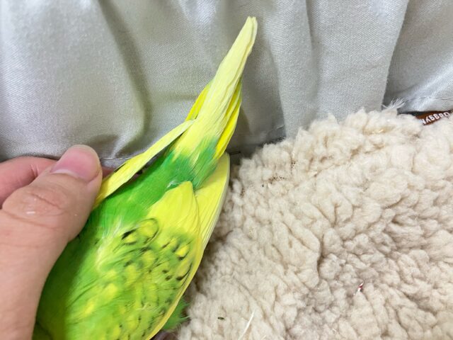 ✨最新画像✨お花のパワ〜を分けてもらったんだっ🌼.*セキセイインコ(イエロースパングル2024年12月生まれ) セキセイインコ