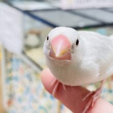 【最新画像更新🪄カゴデビューしました☆】裸ん坊ちゃんがやって来た🌟白文鳥　ヒナ
