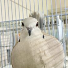 ポ〜ポ〜ポッポ〜🕊  ͗ ͗もちもちさ🤍꙳⟡ジュズカケバト(2023年8月生まれ)