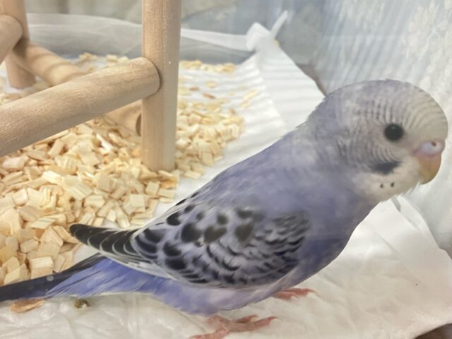 ✨最新画像✨コロリンわんぱくぶどうちゃん😎🍇✨セキセイインコ(バイオレットオパーリン2024年12月生まれ) セキセイインコ