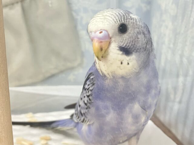 ✨最新画像✨コロリンわんぱくぶどうちゃん😎🍇✨セキセイインコ(バイオレットオパーリン2024年12月生まれ) セキセイインコ