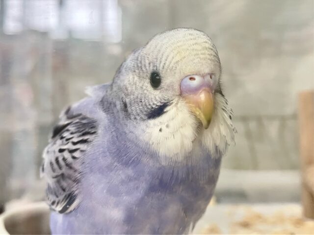 ✨最新画像✨コロリンわんぱくぶどうちゃん😎🍇✨セキセイインコ(バイオレットオパーリン2024年12月生まれ)