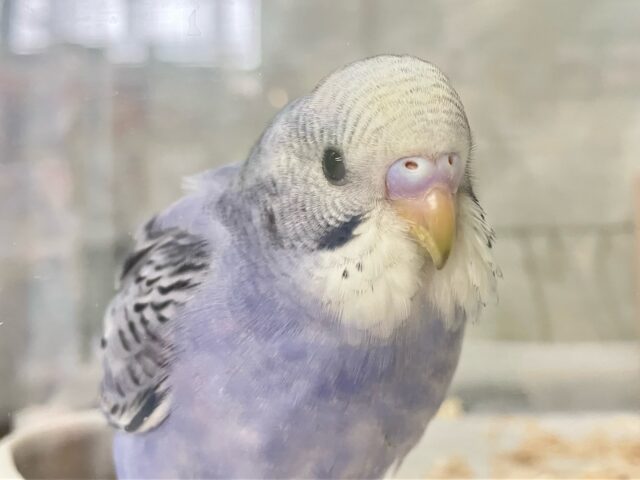 ✨最新画像✨コロリンわんぱくぶどうちゃん😎🍇✨セキセイインコ(バイオレットオパーリン2024年12月生まれ) セキセイインコ