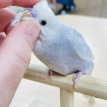 【動画更新🪄】綺麗すぎる色合い♡セキセイインコ（ライラック）ヒナ