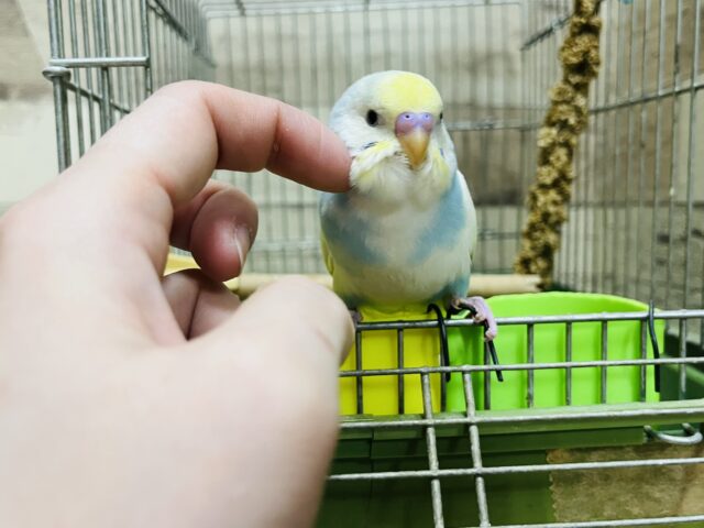 セキセイインコ