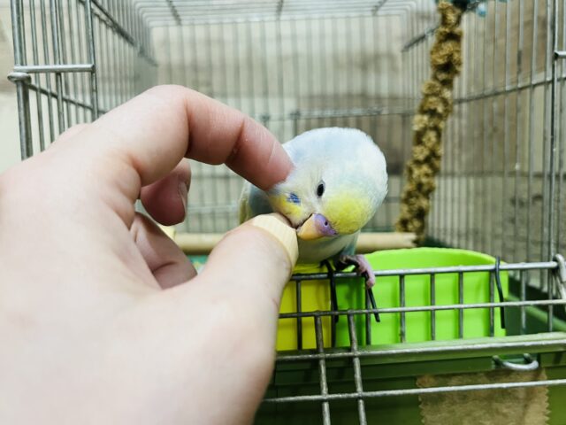 セキセイインコ