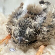 フワフワにぃにぃ🥺~眉を添えて~ 錦華鳥(2024年12月生まれ)