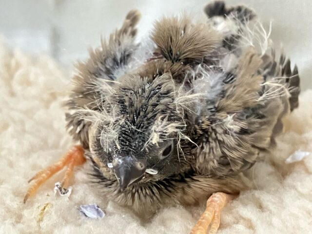 フワフワにぃにぃ🥺~眉を添えて~ 錦華鳥(2024年12月生まれ)