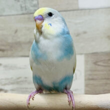 いっぱい一緒にあそんでねっ？🧚セキセイインコ(パステルレインボーパイド)