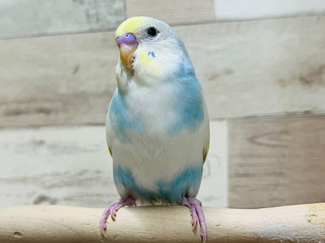 いっぱい一緒にあそんでねっ？🧚セキセイインコ(パステルレインボーパイド)