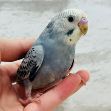 おめめくりくり♡仲良くなろうね♡セキセイインコ(グレーオパーリン)