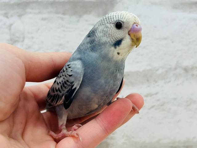 おめめくりくり♡仲良くなろうね♡セキセイインコ(グレーオパーリン)