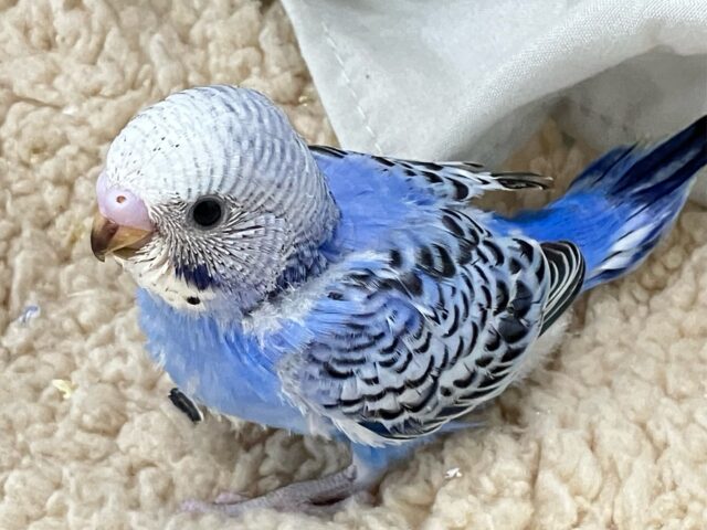 セキセイインコ