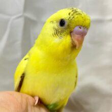 ✨最新画像✨インクポタポタ🖤⟡.·コンポタ〜ジュ！💛𓈒𓏸︎︎︎︎⁡ セキセイインコ(イエローハルクイン2024年12月生まれ)