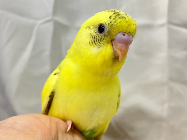 ✨最新画像✨インクポタポタ🖤⟡.·コンポタ〜ジュ！💛𓈒𓏸︎︎︎︎⁡ セキセイインコ(イエローハルクイン2024年12月生まれ)