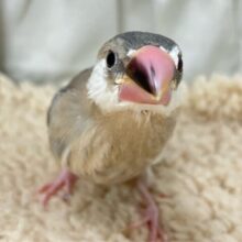 ✨最新画像✨探偵か、、？しろしろ片メガネ( ⚯̫ )🤍🤍ྀི桜文鳥(2025年1月生まれ)