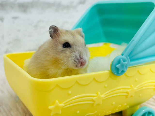 進め‪☆ハムハム号🐹🫧イエロープディングハムスター(女の子)