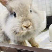 【最新画像更新🪄】きゅーとな癒し系🐰💓ライオンラビット（オパール）女の子