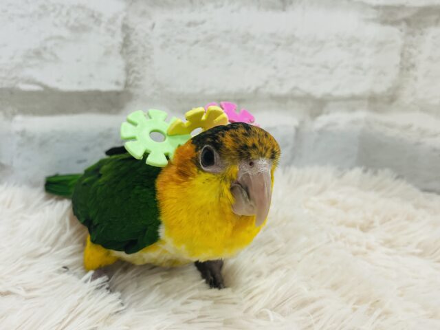 シロハラインコ