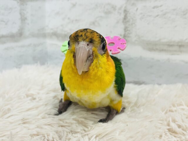 シロハラインコ