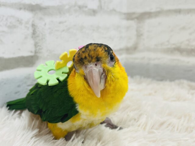 シロハラインコ