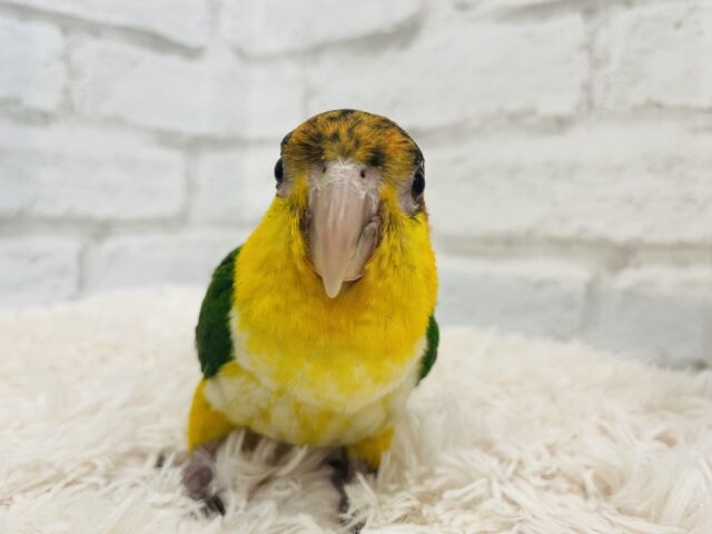 シロハラインコ