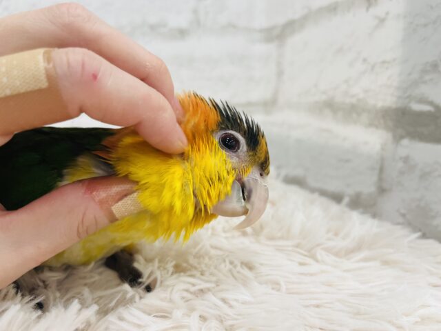 シロハラインコ