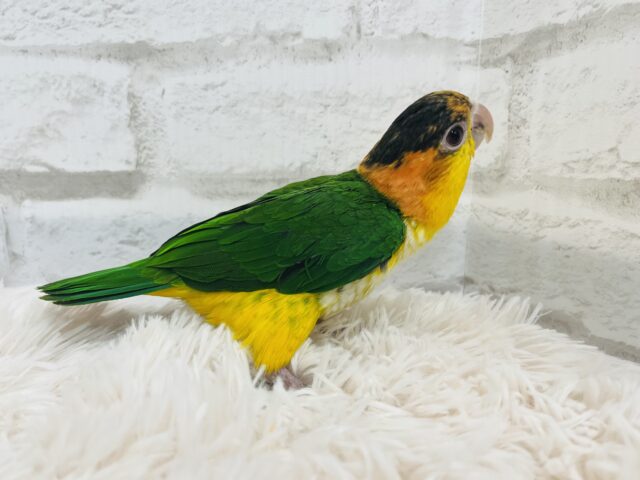 シロハラインコ