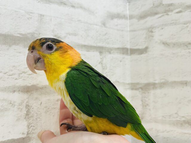 シロハラインコ