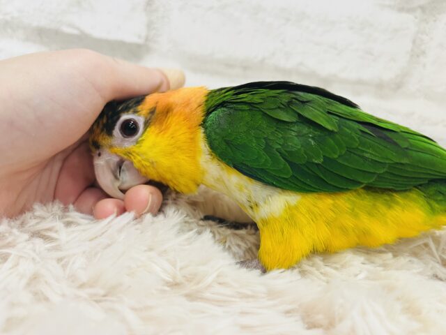 シロハラインコ