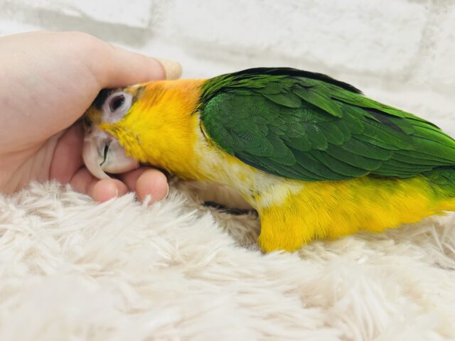 シロハラインコ