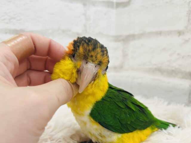 シロハラインコ