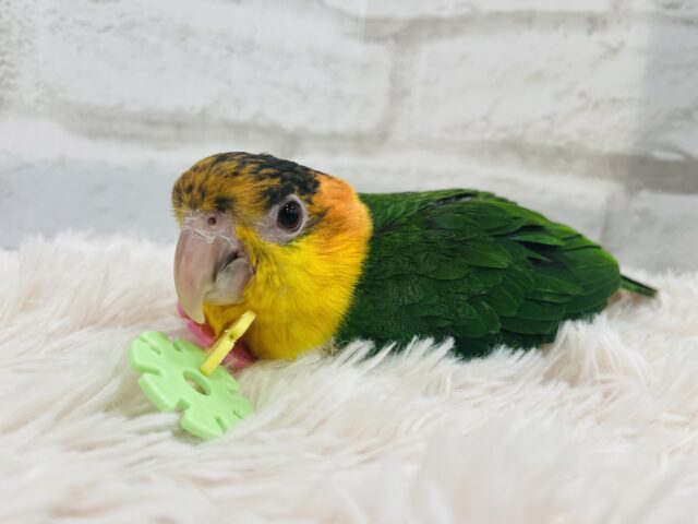 シロハラインコ