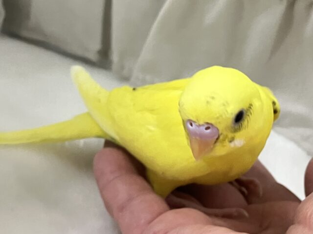 ✨最新画像✨ちっちゃな黒ポチ見ぃ〜つけたっ!︎🪄✦︎🖤 ̖́-セキセイインコ(イエローハルクイン2024年12月生まれ) セキセイインコ