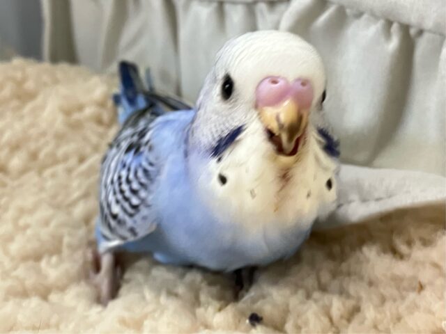 セキセイインコ