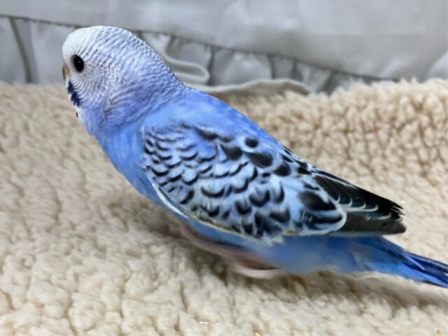 ✨最新画像✨描くよ青空ペインティング❕🎨セキセイインコ(ブルーオパーリン/2024年12月生まれ) セキセイインコ