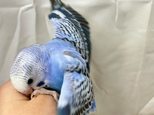 ✨最新画像✨描くよ青空ペインティング❕🎨セキセイインコ(ブルーオパーリン/2024年12月生まれ) セキセイインコ