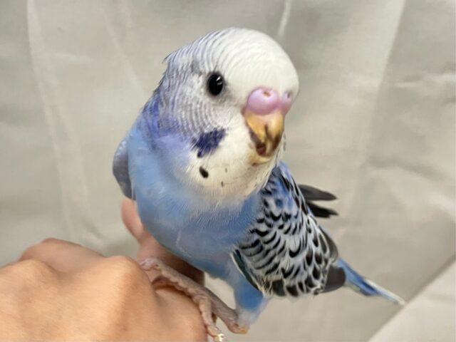 ✨最新画像✨描くよ青空ペインティング❕🎨セキセイインコ(ブルーオパーリン/2024年12月生まれ) セキセイインコ