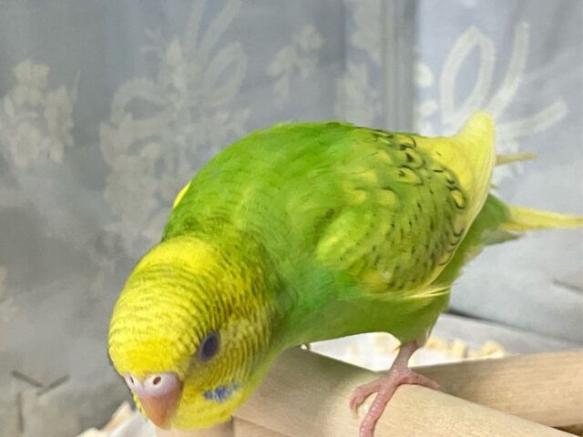 ✨最新画像✨お花のパワ〜を分けてもらったんだっ🌼.*セキセイインコ(イエロースパングル2024年12月生まれ) セキセイインコ